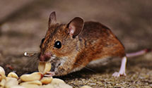 24 Hour & Emergency Exterminators in La Fayette, IN